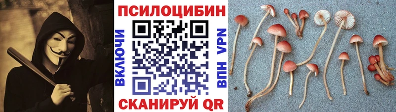 Псилоцибиновые грибы Psilocybe  shop клад  Галич 
